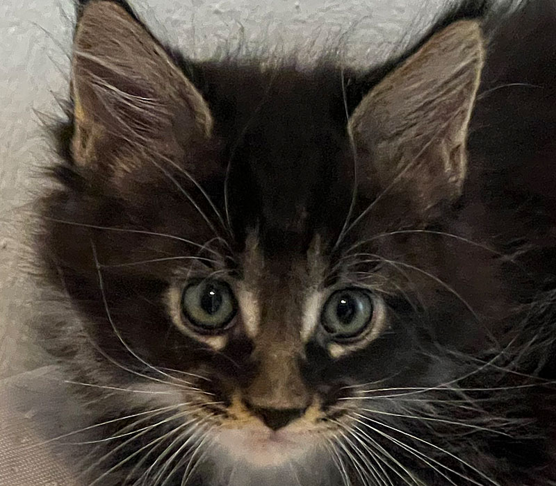 Maine Coon Edelrassekatzen Zucht Maria Wimmer