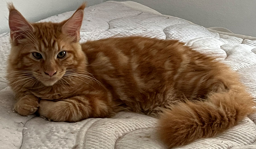 Maine Coon Edelrassekatzen mit Stammbaum