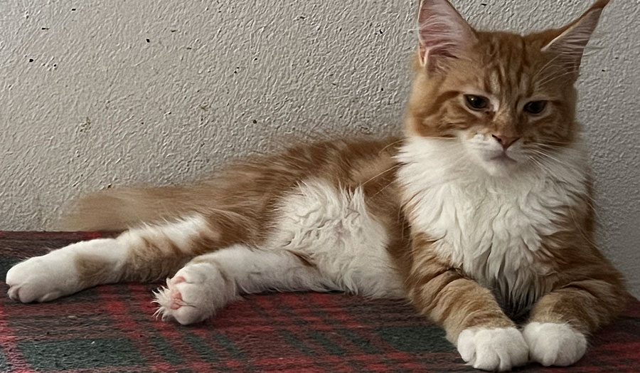 Maine Coon Edelrassekatzen mit Stammbaum