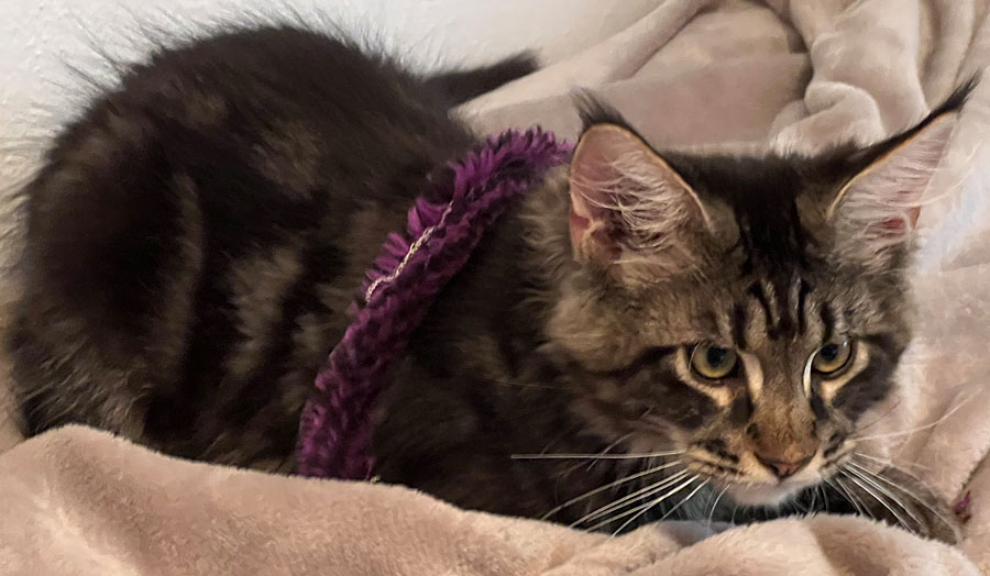 Maine Coon Edelrassekatzen mit Stammbaum