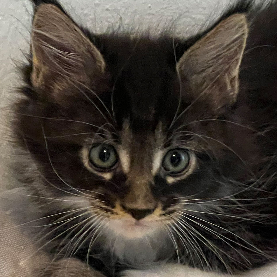 Maine Coon Katzen