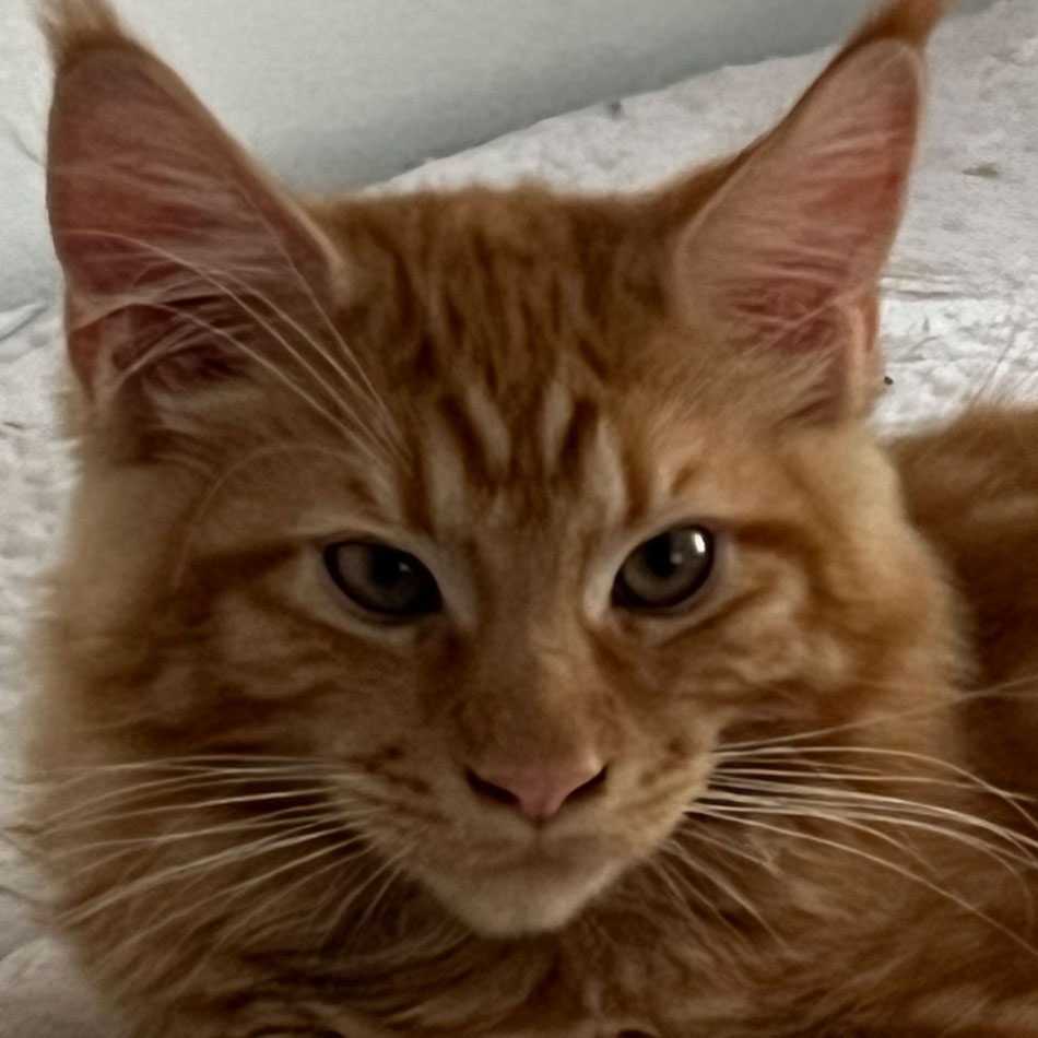 Maine Coon Katzen